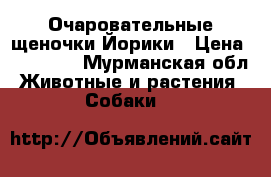 Очаровательные щеночки Йорики › Цена ­ 15 000 - Мурманская обл. Животные и растения » Собаки   